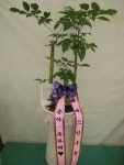 경상북도경산시 꽃배달, 경상북도경산시 꽃집, 경상북도 경산시 하양읍 대학로298길 10 꽃집, 대경화원 꽃집, 경상북도 경산시 하양읍... 