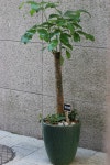 대전광역시서구 꽃배달, 대전광역시서구 꽃집, 대전광역시 서구 만년로22번길 16 꽃집, (1층)(만년동) 꽃집, 대전광역시 서구 만년로22번길 16... 