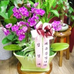 서울특별시강동구 꽃배달, 서울특별시강동구 꽃집, 서울특별시 강동구 진황도로47길 73 꽃집, 106호(길동) 꽃집, 서울특별시 강동구 진황도로47... 