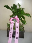 충청남도홍성군 꽃배달, 충청남도홍성군 꽃집, 충청남도 홍성군 홍성읍 월산로50번길 25 꽃집, 103호(청운빌딩) 꽃집, 충청남도 홍성군 홍성읍... 