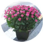 부산광역시남구 꽃배달, 부산광역시남구 꽃집, 부산광역시 남구 지게골로 67 꽃집, (문현동) 꽃집, 부산광역시 남구 지게골로 67 꽃배달, (문현동)... 