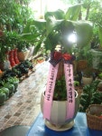 전라남도여수시 꽃배달, 전라남도여수시 꽃집, 전라남도 여수시 도원로 171-1 꽃집, (선원동) 꽃집, 전라남도 여수시 도원로 171-1 꽃배달... 