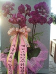경기도화성시 꽃배달, 경기도화성시 꽃집, 경기도 화성시 봉담읍 삼천병마로 818 꽃집, 실내조경미가 꽃집, 경기도 화성시 봉담읍 삼천병마로 818... 