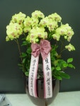 경기도고양시 덕양구 꽃배달, 경기도고양시 덕양구 꽃집, 경기도 고양시 덕양구 서오릉로 540-2 꽃집, (용두동) 꽃집, 경기도 고양시 덕양구... 