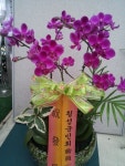경기도화성시 꽃배달, 경기도화성시 꽃집, 경기도 화성시 봉담읍 삼천병마로 818 꽃집, 실내조경미가 꽃집, 경기도 화성시 봉담읍 삼천병마로 818... 