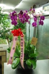 춘천시 서부대성로 247 꽃배달, (효자동) 꽃배달 - 춘천아름다운꽃세상 플라워119꽃배달서비스 - 생일, 개업, 축하, 근조 꽃배달 전문 카테고리... 