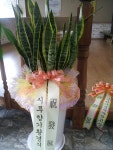 경기도화성시 꽃배달, 경기도화성시 꽃집, 경기도 화성시 봉담읍 삼천병마로 818 꽃집, 실내조경미가 꽃집, 경기도 화성시 봉담읍 삼천병마로 818... 