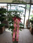 경기도화성시 꽃배달, 경기도화성시 꽃집, 경기도 화성시 봉담읍 삼천병마로 818 꽃집, 실내조경미가 꽃집, 경기도 화성시 봉담읍 삼천병마로 818... 