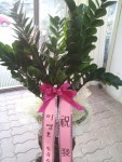 경기도화성시 꽃배달, 경기도화성시 꽃집, 경기도 화성시 봉담읍 삼천병마로 818 꽃집, 실내조경미가 꽃집, 경기도 화성시 봉담읍 삼천병마로 818... 