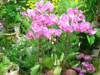 전라북도익산시 꽃배달, 전라북도익산시 꽃집, 전라북도 익산시 선화로13길 63 꽃집, (모현동1가) 꽃집, 전라북도 익산시 선화로13길 63 꽃배달... 