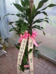 경기도화성시 꽃배달, 경기도화성시 꽃집, 경기도 화성시 봉담읍 삼천병마로 818 꽃집, 실내조경미가 꽃집, 경기도 화성시 봉담읍 삼천병마로 818... 