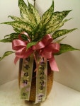 광주광역시광산구 꽃배달, 광주광역시광산구 꽃집, 광주광역시 광산구 수등로76번길 40 꽃집, 아름마을대방노블랜드아파트 상가-104(신가동... 