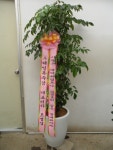 경기도평택시 꽃배달, 경기도평택시 꽃집, 경기도 평택시 안중읍 안현로서9길 181 꽃집, 꽃집, 경기도 평택시 안중읍 안현로서9길 181 꽃배달... 