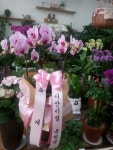 삼동로 36 꽃배달, (모종동)(모종동) 꽃배달 - 평화꽃집 플라워119꽃배달서비스 - 생일, 개업, 축하, 근조 꽃배달 전문 카테고리 꽃다발 , 꽃배달... 