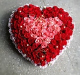 전국꽃배달서비스,맞춤꽃배달,꽃, 꽃집,맞춤꽃, 적립금, 기념일 관리... 격려, 사랑고백, 감사, 축하, 사과, 꽃선물, 꽃바구니, 꽃다발... 