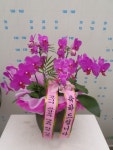 경상북도경주시 꽃배달, 경상북도경주시 꽃집, 경상북도 경주시 용담로 55 꽃집, (황성동) 꽃집, 경상북도 경주시 용담로 55 꽃배달, (황성동)... 