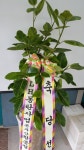 경기도화성시 꽃배달, 경기도화성시 꽃집, 경기도 화성시 봉담읍 삼천병마로 818 꽃집, 실내조경미가 꽃집, 경기도 화성시 봉담읍 삼천병마로 818... 