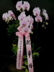 경기도고양시 덕양구 꽃배달, 경기도고양시 덕양구 꽃집, 경기도 고양시 덕양구 서오릉로 540-2 꽃집, (용두동) 꽃집, 경기도 고양시 덕양구... 