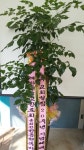 경기도화성시 꽃배달, 경기도화성시 꽃집, 경기도 화성시 봉담읍 삼천병마로 818 꽃집, 실내조경미가 꽃집, 경기도 화성시 봉담읍 삼천병마로 818... 