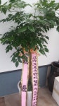 경기도화성시 꽃배달, 경기도화성시 꽃집, 경기도 화성시 봉담읍 삼천병마로 818 꽃집, 실내조경미가 꽃집, 경기도 화성시 봉담읍 삼천병마로 818... 
