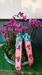 경기도화성시 꽃배달, 경기도화성시 꽃집, 경기도 화성시 봉담읍 삼천병마로 818 꽃집, 실내조경미가 꽃집, 경기도 화성시 봉담읍 삼천병마로 818... 
