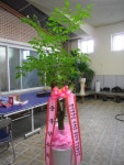 충청남도부여군 꽃배달, 충청남도부여군 꽃집, 충청남도 부여군 부여읍 삼충로 201-2 꽃집, 꽃집, 충청남도 부여군 부여읍 삼충로 201-2 꽃배달... 