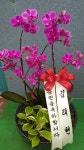 경기도화성시 꽃배달, 경기도화성시 꽃집, 경기도 화성시 봉담읍 삼천병마로 818 꽃집, 실내조경미가 꽃집, 경기도 화성시 봉담읍 삼천병마로 818... 