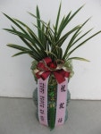 꽃집, (월성동) 꽃집, 대구광역시 달서구 월곡로94길 39 꽃배달, (월성동) 꽃배달 - 대구한국플라워 플라워119꽃배달서비스 - 생일, 개업, 축하... 
