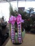 경기도양평군 꽃배달, 경기도양평군 꽃집, 경기도 양평군 양평읍 중앙로 157 꽃집, 꽃집, 경기도 양평군 양평읍 중앙로 157 꽃배달, 꽃배달... 