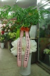 춘천시 서부대성로 247 꽃배달, (효자동) 꽃배달 - 춘천아름다운꽃세상 플라워119꽃배달서비스 - 생일, 개업, 축하, 근조 꽃배달 전문 카테고리... 