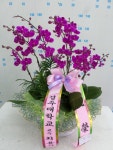 경상북도경주시 꽃배달, 경상북도경주시 꽃집, 경상북도 경주시 용담로 55 꽃집, (황성동) 꽃집, 경상북도 경주시 용담로 55 꽃배달, (황성동)... 