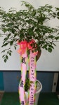 경기도화성시 꽃배달, 경기도화성시 꽃집, 경기도 화성시 봉담읍 삼천병마로 818 꽃집, 실내조경미가 꽃집, 경기도 화성시 봉담읍 삼천병마로 818... 