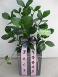 꽃집, (월성동) 꽃집, 대구광역시 달서구 월곡로94길 39 꽃배달, (월성동) 꽃배달 - 대구한국플라워 플라워119꽃배달서비스 - 생일, 개업, 축하... 
