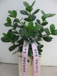 대구광역시달서구 꽃배달, 대구광역시달서구 꽃집, 대구광역시 달서구 월곡로94길 39 꽃집, (월성동) 꽃집, 대구광역시 달서구 월곡로94길 39... 