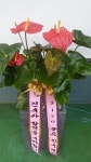 경기도화성시 꽃배달, 경기도화성시 꽃집, 경기도 화성시 봉담읍 삼천병마로 818 꽃집, 실내조경미가 꽃집, 경기도 화성시 봉담읍 삼천병마로 818... 