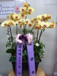 경기도안산시 상록구 꽃배달, 경기도안산시 상록구 꽃집, 경기도 안산시 상록구 충장로 384-2 꽃집, (이동) 꽃집, 경기도 안산시 상록구 충장로 384... 