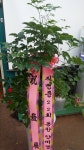 경기도화성시 꽃배달, 경기도화성시 꽃집, 경기도 화성시 봉담읍 삼천병마로 818 꽃집, 실내조경미가 꽃집, 경기도 화성시 봉담읍 삼천병마로 818... 