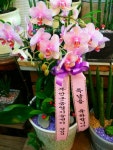 전라북도익산시 꽃배달, 전라북도익산시 꽃집, 전라북도 익산시 선화로13길 63 꽃집, (모현동1가) 꽃집, 전라북도 익산시 선화로13길 63 꽃배달... 