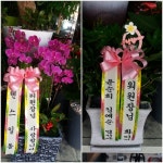 고흥군 고흥읍 여산당촌길 46 꽃집, (모아하이빌아파트) 102호... 고흥군 고흥읍 여산당촌길 46 꽃배달, (모아하이빌아파트) 102호 백양꽃화원... 