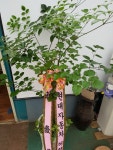 경기도화성시 꽃배달, 경기도화성시 꽃집, 경기도 화성시 봉담읍 삼천병마로 818 꽃집, 실내조경미가 꽃집, 경기도 화성시 봉담읍 삼천병마로 818... 