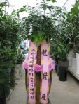 꽃집, (월성동) 꽃집, 대구광역시 달서구 월곡로94길 39 꽃배달, (월성동) 꽃배달 - 대구한국플라워 플라워119꽃배달서비스 - 생일, 개업, 축하... 