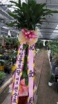 전라북도군산시 꽃배달, 전라북도군산시 꽃집, 전라북도 군산시 수송동로 41-1 꽃집, (수송동) 꽃집, 전라북도 군산시 수송동로 41-1 꽃배달... 
