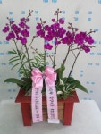 경상북도경주시 꽃배달, 경상북도경주시 꽃집, 경상북도 경주시 용담로 55 꽃집, (황성동) 꽃집, 경상북도 경주시 용담로 55 꽃배달, (황성동)... 