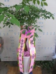 경상북도경주시 꽃배달, 경상북도경주시 꽃집, 경상북도 경주시 용담로 55 꽃집, (황성동) 꽃집, 경상북도 경주시 용담로 55 꽃배달, (황성동)... 
