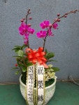경기도화성시 꽃배달, 경기도화성시 꽃집, 경기도 화성시 봉담읍 삼천병마로 818 꽃집, 실내조경미가 꽃집, 경기도 화성시 봉담읍 삼천병마로 818... 