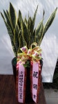 전라북도군산시 꽃배달, 전라북도군산시 꽃집, 전라북도 군산시 수송동로 41-1 꽃집, (수송동) 꽃집, 전라북도 군산시 수송동로 41-1 꽃배달... 