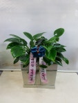 전라남도순천시 꽃배달, 전라남도순천시 꽃집, 전라남도 순천시 중앙로 67-1 꽃집, (저전동) 꽃집, 전라남도 순천시 중앙로 67-1 꽃배달, (저전동)... 