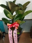 경기도화성시 꽃배달, 경기도화성시 꽃집, 경기도 화성시 봉담읍 삼천병마로 818 꽃집, 실내조경미가 꽃집, 경기도 화성시 봉담읍 삼천병마로 818... 