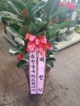 경기도화성시 꽃배달, 경기도화성시 꽃집, 경기도 화성시 봉담읍 삼천병마로 818 꽃집, 실내조경미가 꽃집, 경기도 화성시 봉담읍 삼천병마로 818... 