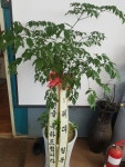 경기도화성시 꽃배달, 경기도화성시 꽃집, 경기도 화성시 봉담읍 삼천병마로 818 꽃집, 실내조경미가 꽃집, 경기도 화성시 봉담읍 삼천병마로 818... 